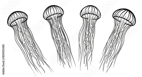 Four jellyfish with transparent background