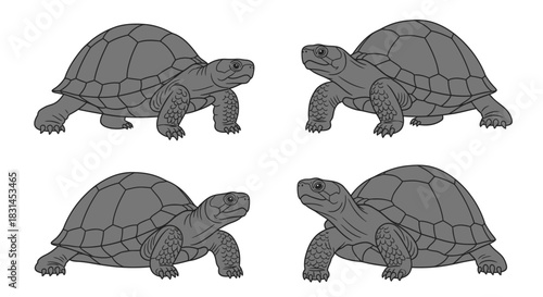 Four tortoises in different poses