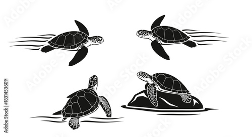 Sea turtles swimming and resting on rocks