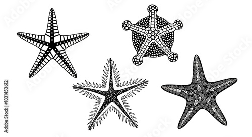 Starfish and seastar collection with transparent background