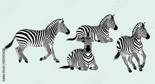 Zebras group standing and resting on light background