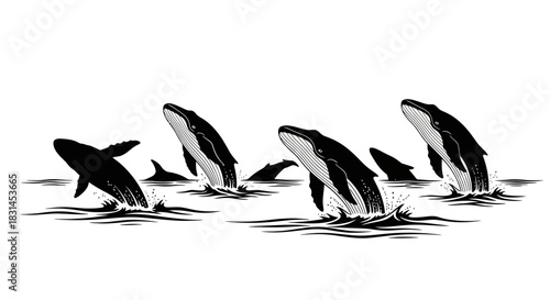 Whales breaching ocean surface monochrome outline