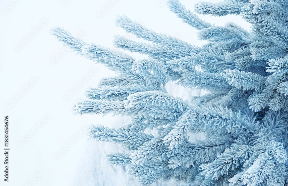 Fototapeta premium winter forest landscape. Frozen, rime covered pine tree branches close up, nature background. cold weather season.