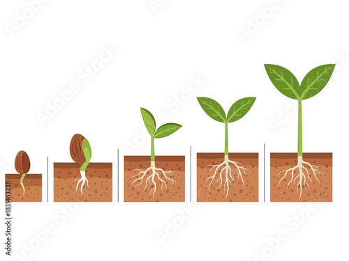 Vector illustration of plant growth stages, from seed germination and root development to a vibrant green seedling with leaves, symbolizing natural progression and new life