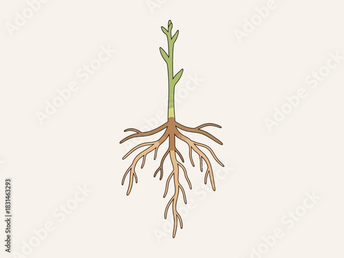 Detailed illustration of a young plant sprout with an extensive root system, showcasing the essential elements of growth and natural development for a strong foundation