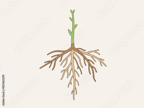 Anatomy of a Plant Detailed Illustration of Roots and Stem on a Neutral Background