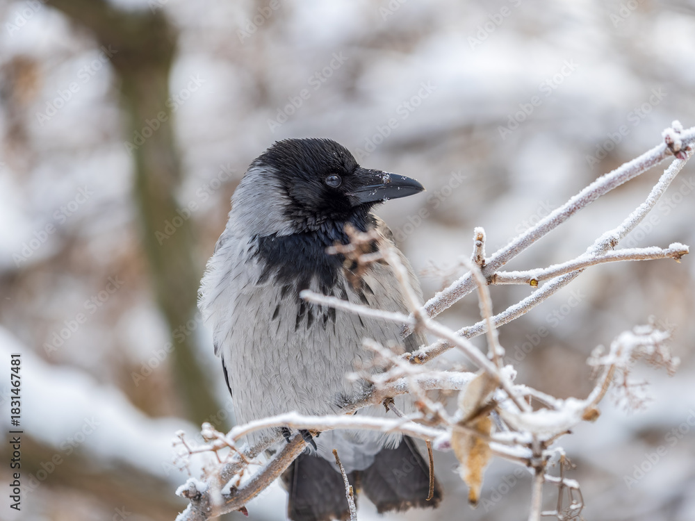Naklejka premium A hooded crow sitting on a tree