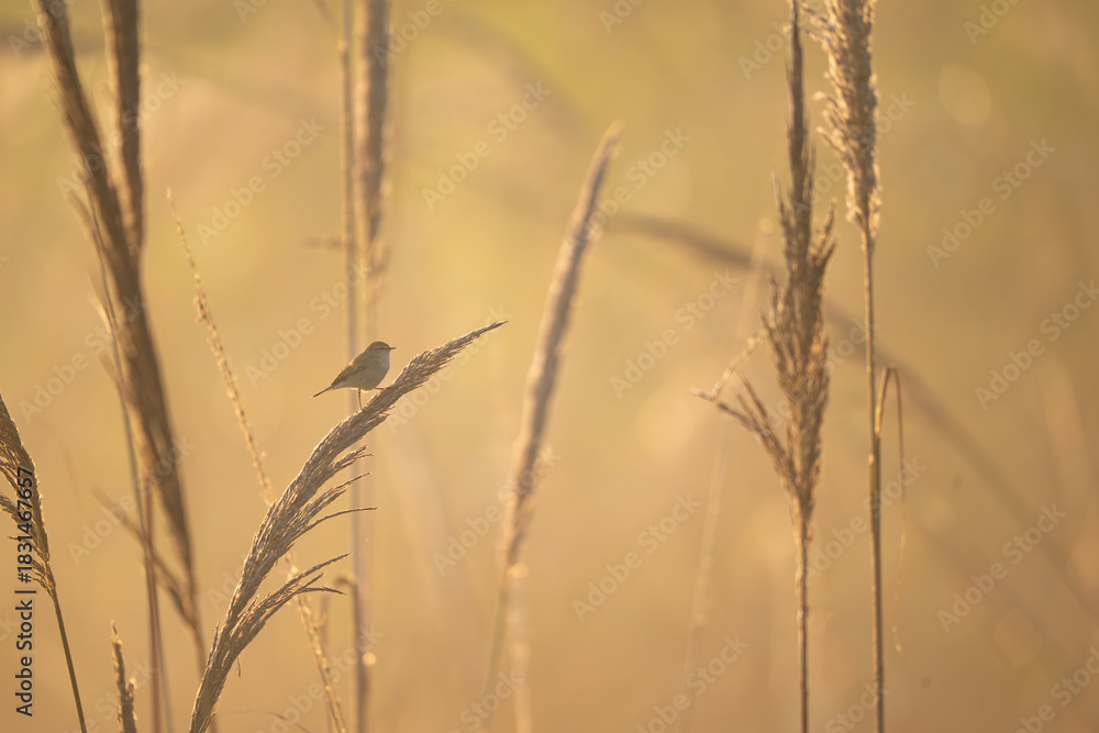 Fototapeta premium A tiny Common Chiffchaff (Phylloscopus collybita) feeding actively on a perch, captured in a dramatic backlit shot. The light creates a striking, glowing outline.