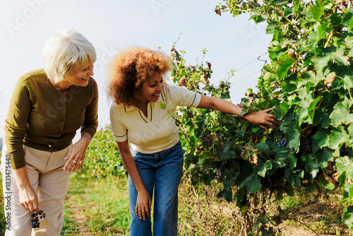 Mature women harvesting grapes in vineyard