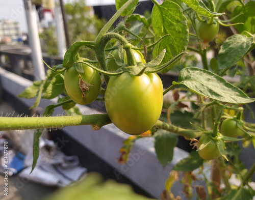 Unripe Green Tomatoes Maturing on a Sunny Vine
