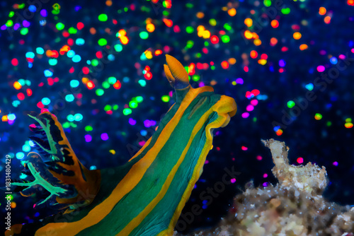 Bild auf Leinwand nudibranch with a multi coloured background