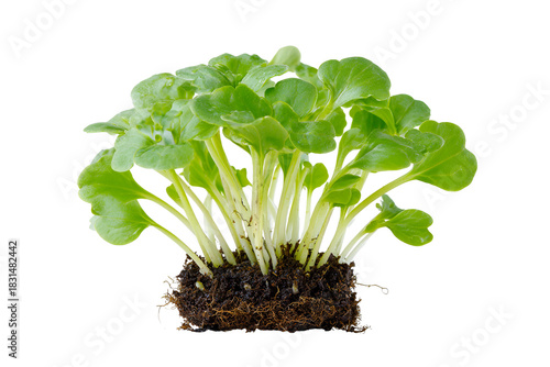 Fresh green radish sprouts with roots and soil on a black background