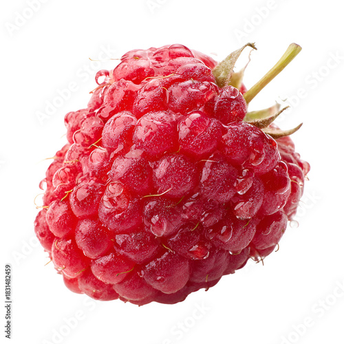 Close up macro shot of a single ripe red raspberry with water droplets on a black background