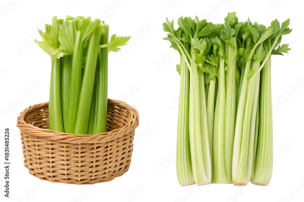 Obraz premium Two bunches of fresh celery, one in a woven basket, isolated on a white studio background view