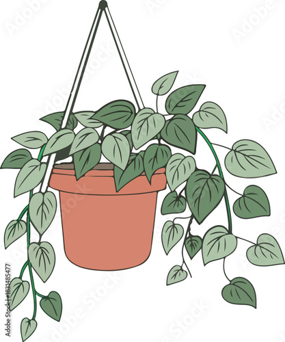 Hanging peperomia plant in a pot with green leaves isolated on, a charming addition to any space, bringing nature indoors