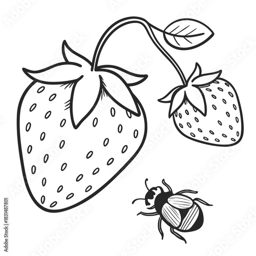 Two hand drawn strawberries and a beetle strawberry