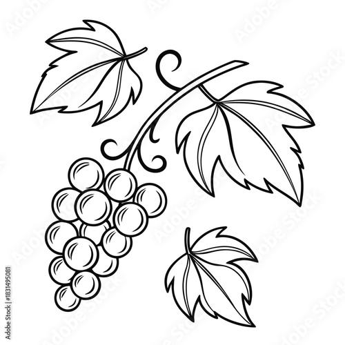 Black line art grape cluster and leaves grapes bunch