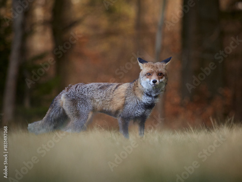 Elegant red fox standing in a proud pose and looking into the camera, artistic wildlife portrait in natural forest setting with soft blurred background, warm earthy color palette and calm peaceful atm