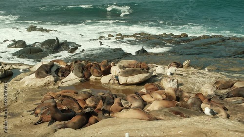 Large group of Sea lions in La Jolla Cove, San Diego, California during summer time flopping around and swimming