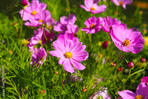Pink cosmos flowers in the park
