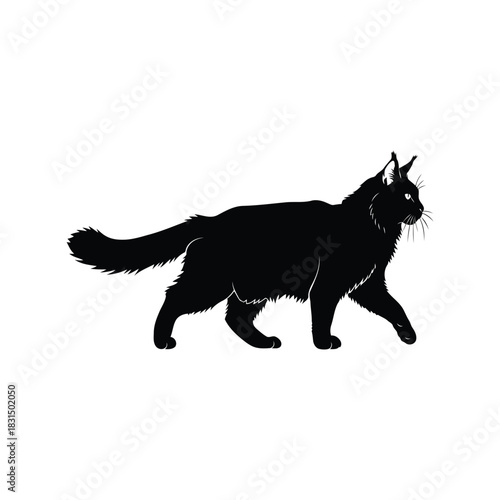 Mysterious black maine coon walking cat silhouette vector