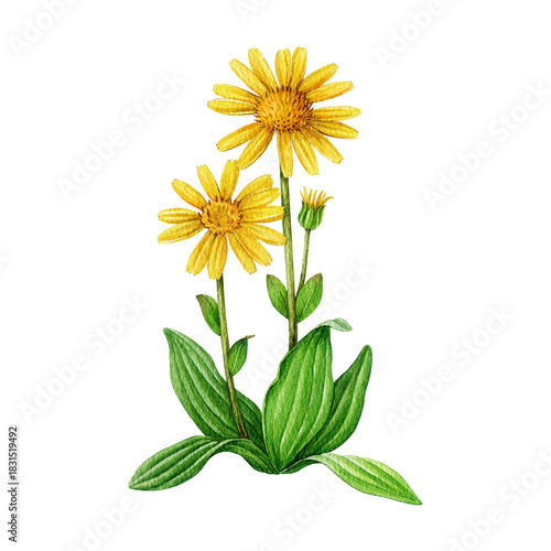 Obraz na plátně Arnica plant with flower and leaves watercolor illustration