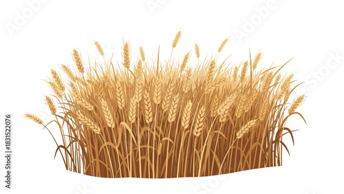 Golden Wheat Field Isolated on White Background.