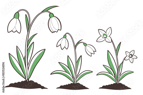 Three Snowdrop Flower Arrangements with Dark Soil and Green Leaves Keywords: snowdrop, flower, spring