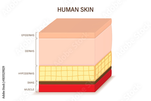 Human skin anatomy. Skin layers structure vector.  Epidermis, Dermis, Hypodermis, SMAS and Muscle.