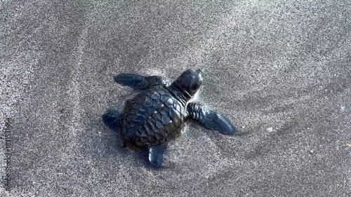 On Kuta Beach, a turtle release ceremony is held as part of the Bali Sea Turtle Society (BSTS) program. Protecting sea turtles. Turtles are released onto the sand and run towards the water. Indonesia.
