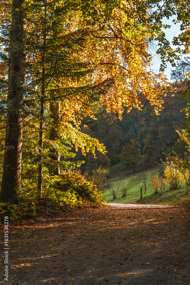 Obraz premium Chemin forestier baigné de soleil d'automne