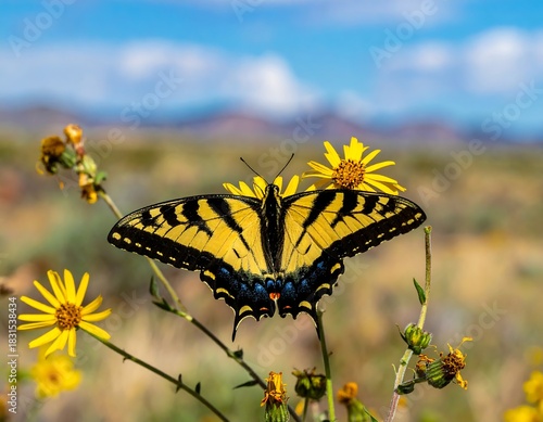 Vivid butterfly on yellow flower, wings spread, sunny desert landscape