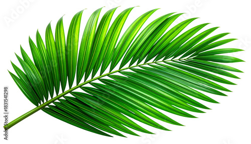 Tropical Palm Leaf With High Detail Texture – Transparent PNG