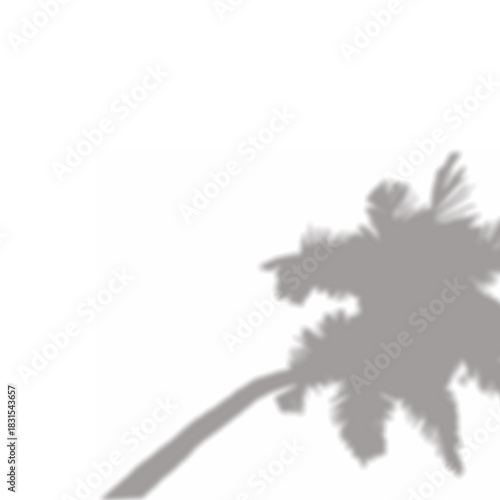 Blurry Tropical Palm Shadow Silhouette, Abstract Coconut Tree Shadow Effect