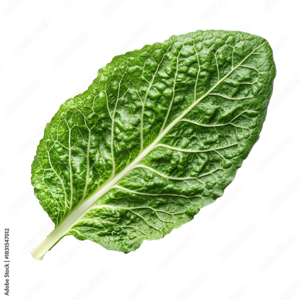 Obraz premium cabbage isolated on white background