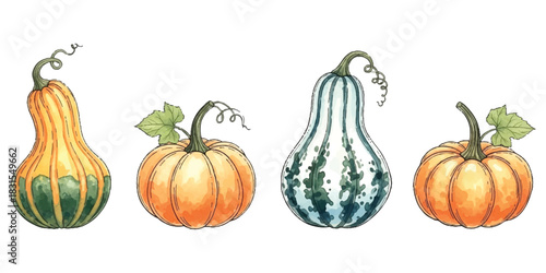 Watercolor autumn harvest gourds and pumpkins isolated for fall season design