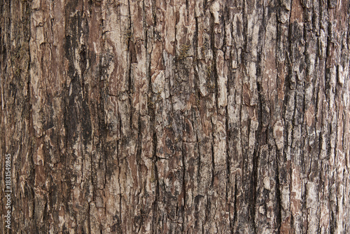 Bark pattern is seamless texture from tree. For background work	