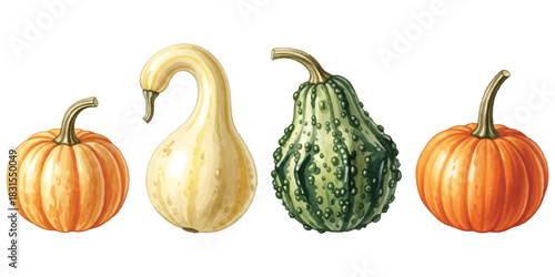 Assorted autumn gourds and pumpkins vibrant harvest illustration isolated