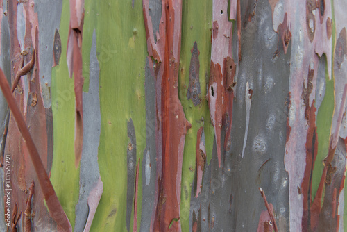 Eucalyptus bark photograph rainbow  (Eucalyptus deglupta), with its multicolored peeling bark, focus and zoom in bark. Bark pattern is seamless texture from tree. For background work.	