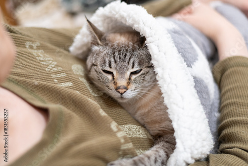 かわいい飼い猫を撫でる飼い主　シャムトラ猫