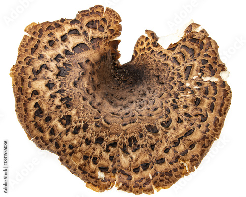 mushroom scaly tinder fungus on a white background.