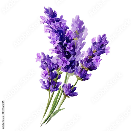 Lavender watercolor vector illustration, high-quality artwork isolated on a pure white background.