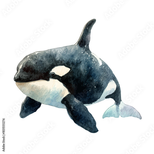 Stylized watercolor Orca vector, modern artistic illustration with high-quality details on a pure white background.