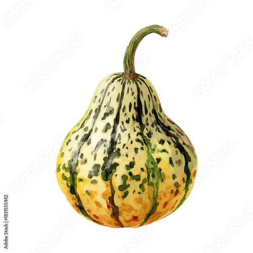 Gourd watercolor drawing vector, premium quality illustration on a clean white background.