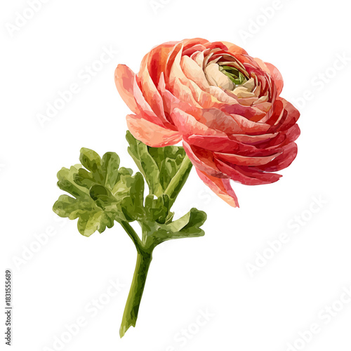 Ranunculus watercolor vector illustration, high-quality artwork isolated on a pure white background.