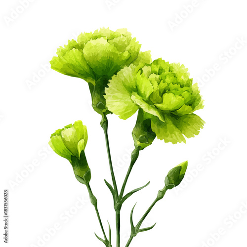 Watercolor Green Trick Dianthus vector, artistic painting style, high-resolution illustration on a pure white background.