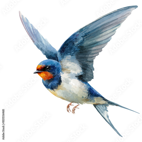 Swallow watercolor drawing vector, premium quality illustration on a clean white background.