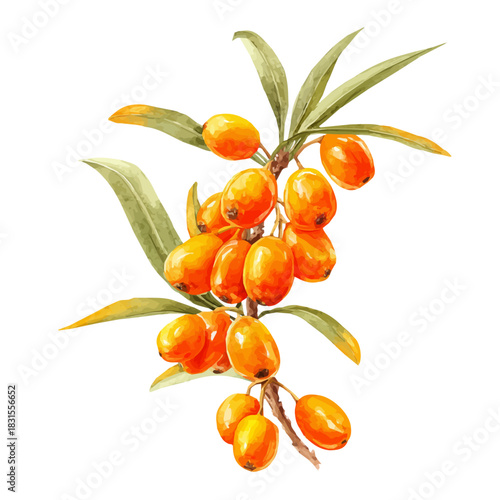 Sea Buckthorn watercolor artwork, high-quality professional vector illustration isolated on a white background.