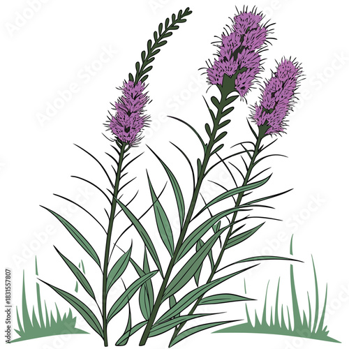 Liatris Spicata Floral Illustration: An elegant illustration of Liatris spicata flowers, showcasing their vibrant purple blooms and slender green leaves.