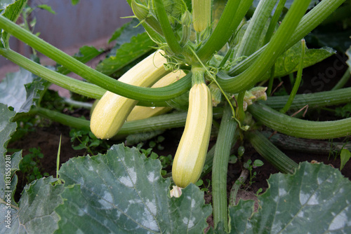 Zucchini growing in a garden bed in summer